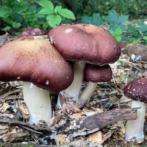 garden giant mushrooms growing on wood mulch