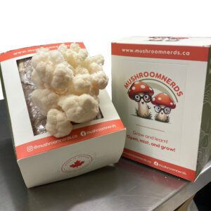 Lion's Mane Mushroom Kit