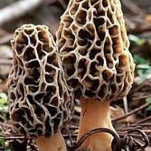 black morel mushrooms growing from the ground