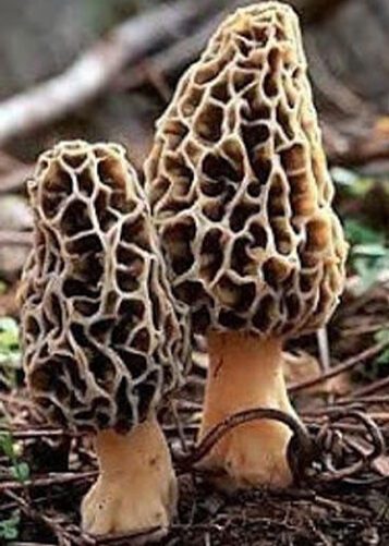 black morel mushrooms growing from the ground