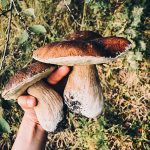 hand holding two big boletus mushrooms over a grass field