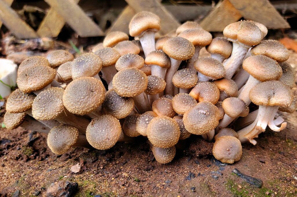 a batch of honey mushrooms growing out of soil