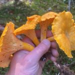 a hand holding chanterelle mushrooms