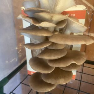 Italian Oyster Mushroom kit