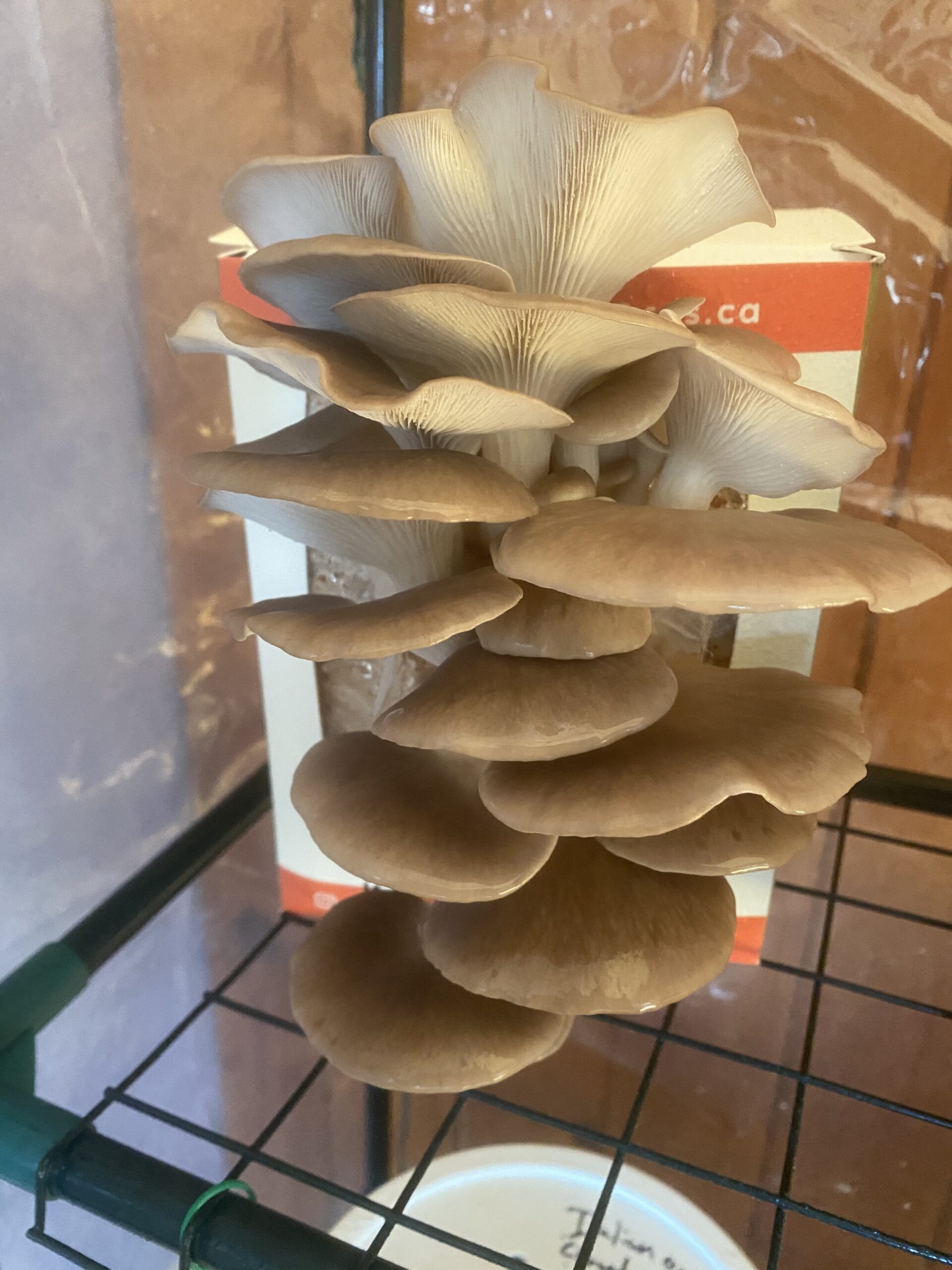 Italian Oyster Mushroom kit