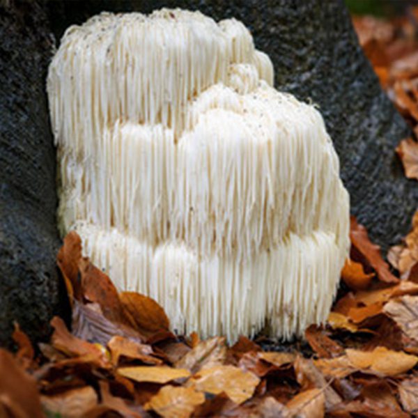 lions mane mushroom growing on a tree