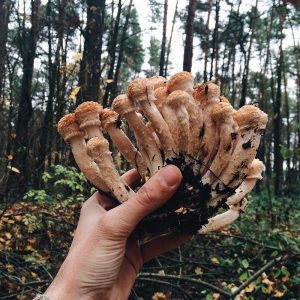 hand holding a batch of foraged mushrooms