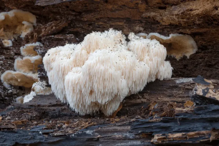 lions mane mushrooms growing from a tree stump