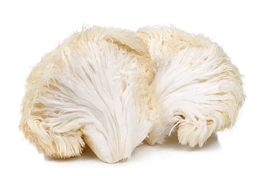 lions mane mushrooms