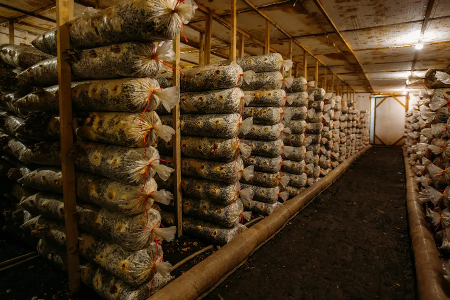 mushroom farm with substrate bags depicting how to Grow Wine Cap Mushrooms Indoors