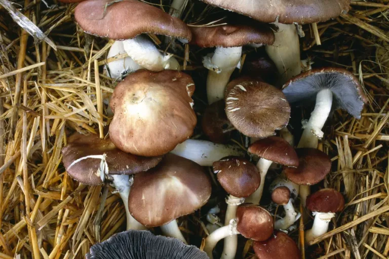 wine cap mushrooms growing from straw substrate