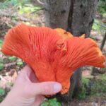 a hand holding a big lobster mushroom with forest in the background