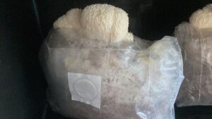 Lions mane cultured from dried mycelium