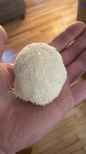 lions mane mushroom grown from dry mycelium