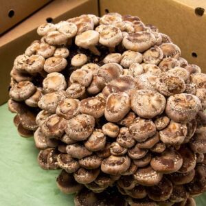 Shiitake Mushroom Kit