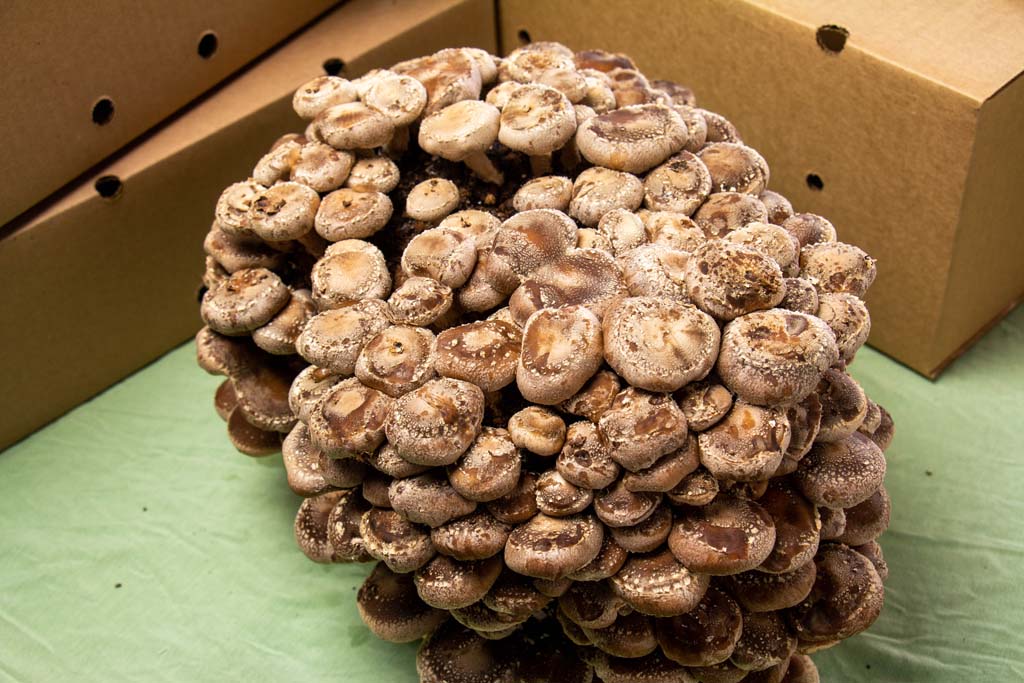 Shiitake Mushroom Kit