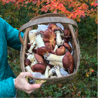 Harvested Wine Cap Mushrooms