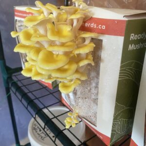 Golden Oyster Mushroom kit