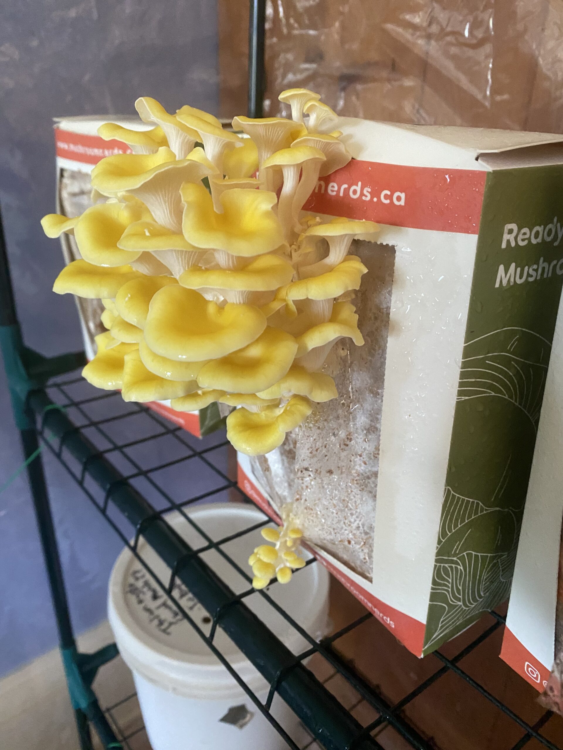 Golden Oyster Mushroom kit