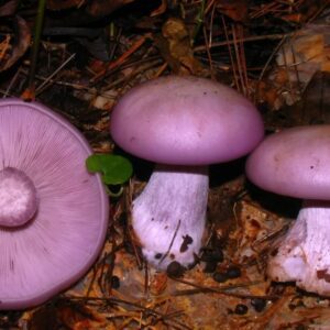 Wood blewits!