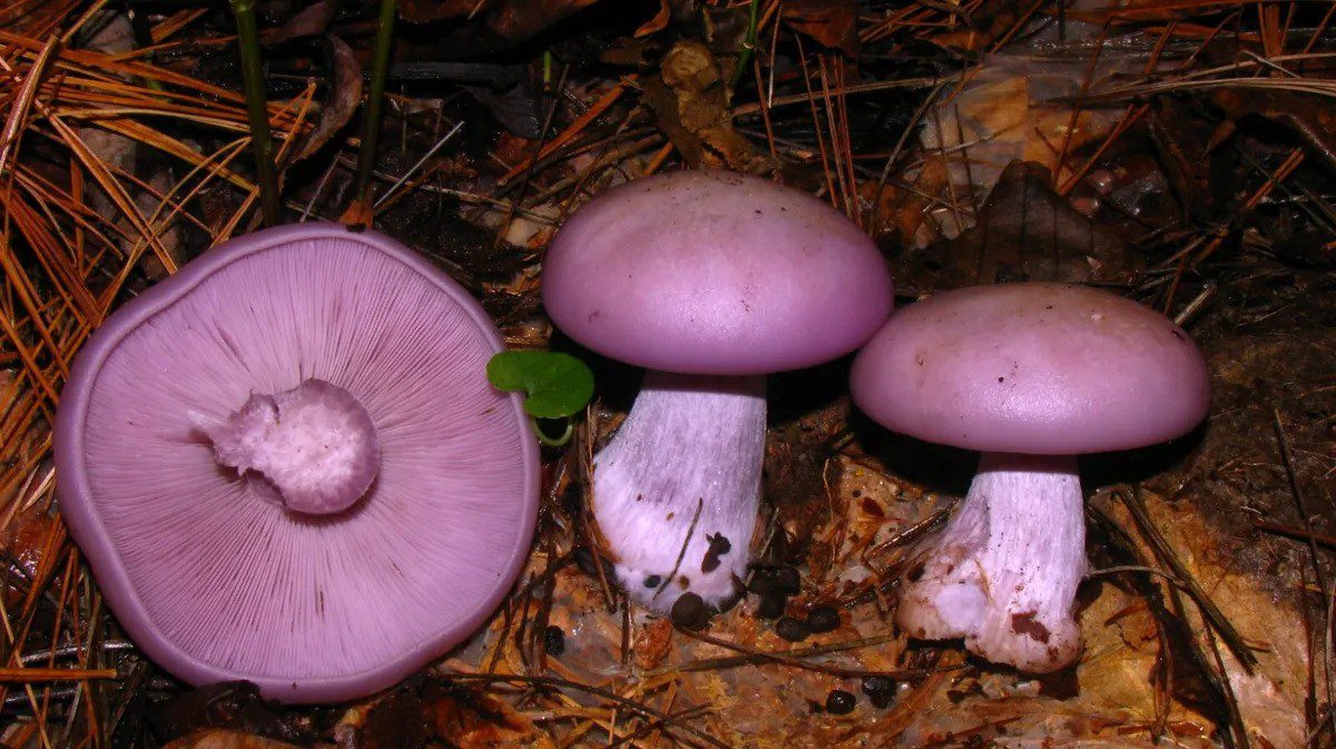 Wood blewits!