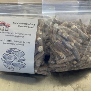 Phoenix Oyster Mushroom Spawn Plug