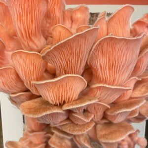 Pink Oyster Mushroom Kit