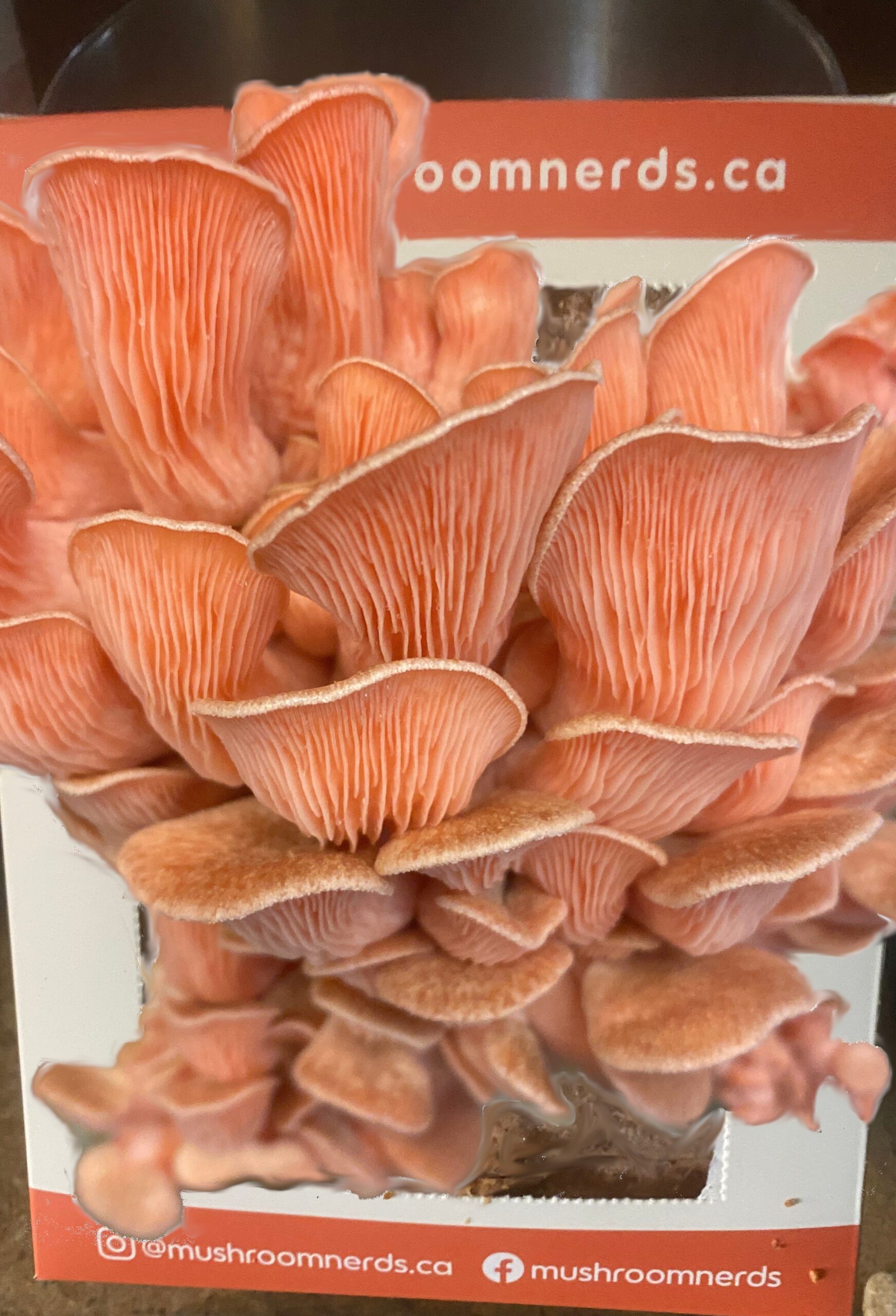 Pink Oyster Mushroom Kit