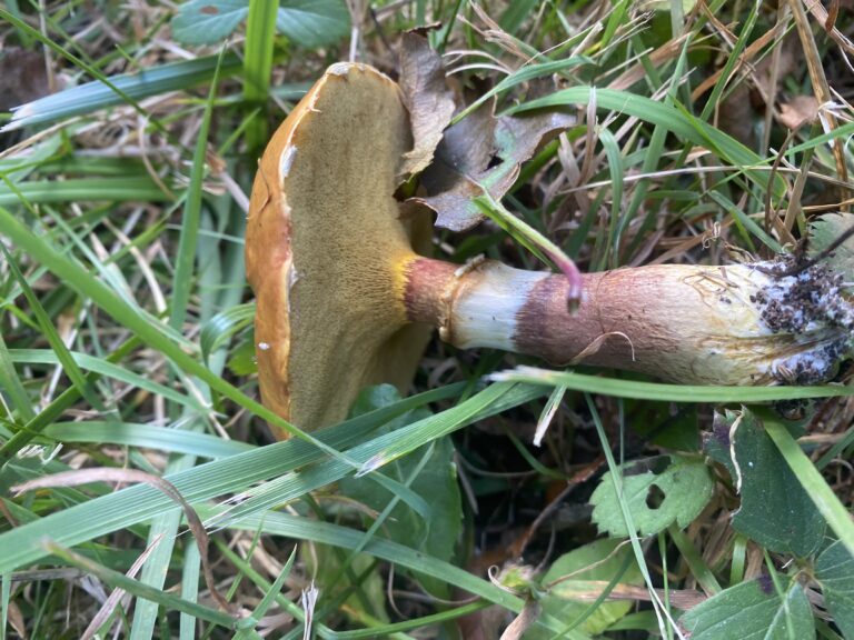 Foraging and cooking with Larch Bolete (Suillus grevillei)