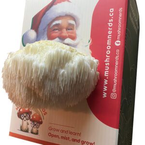 A Lion's Mane Mushroom kit Made to look like Santa's Beard