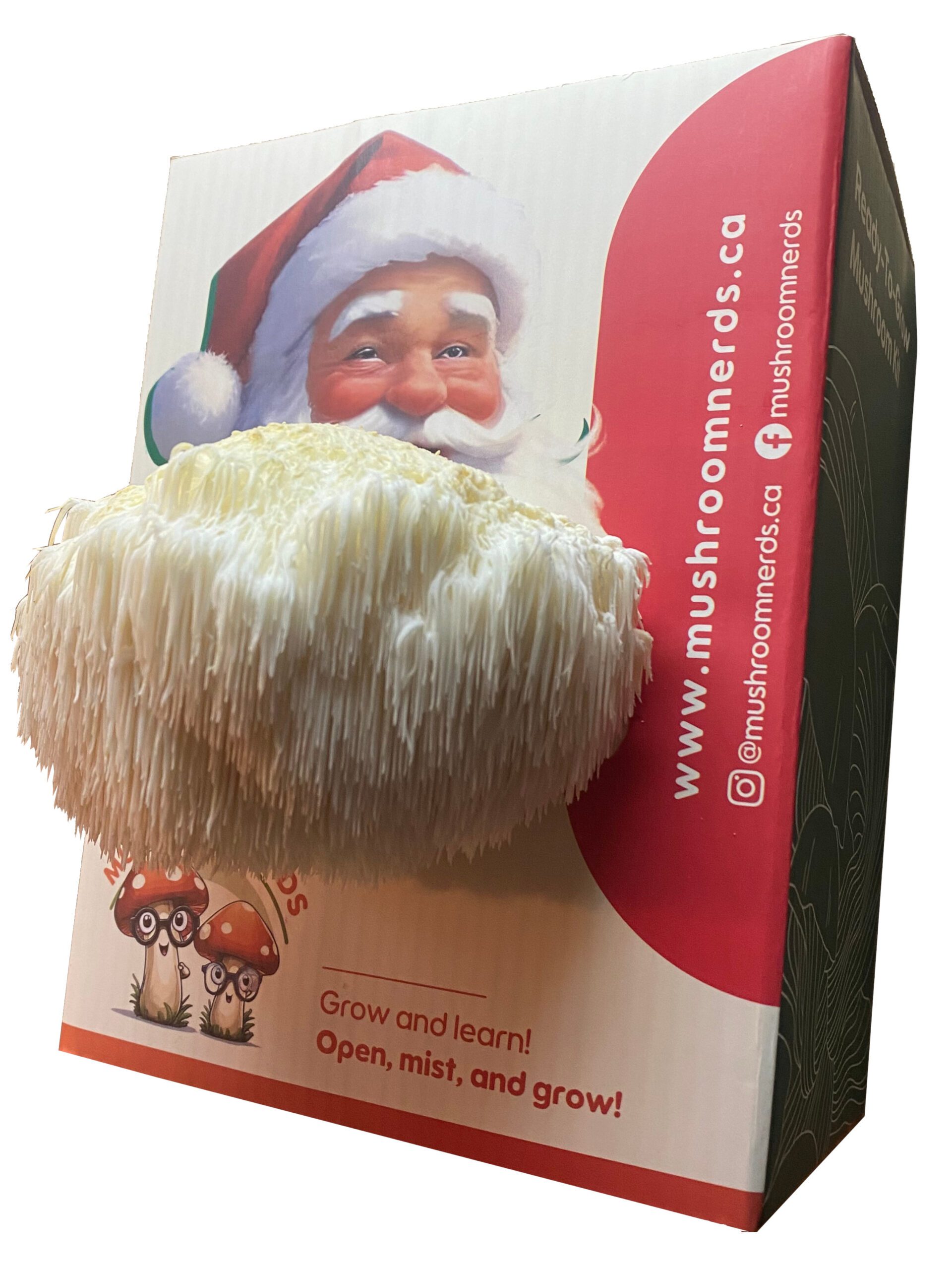 A Lion's Mane Mushroom kit Made to look like Santa's Beard